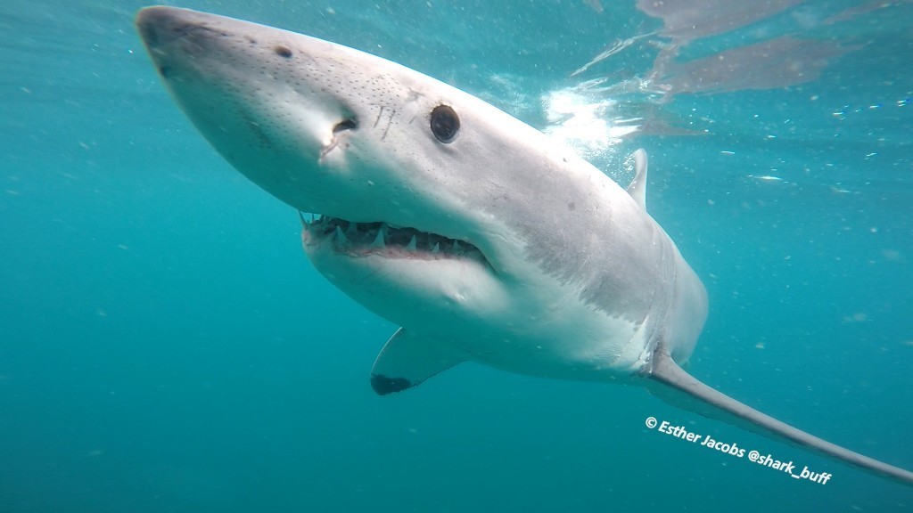 Grand requin blanc