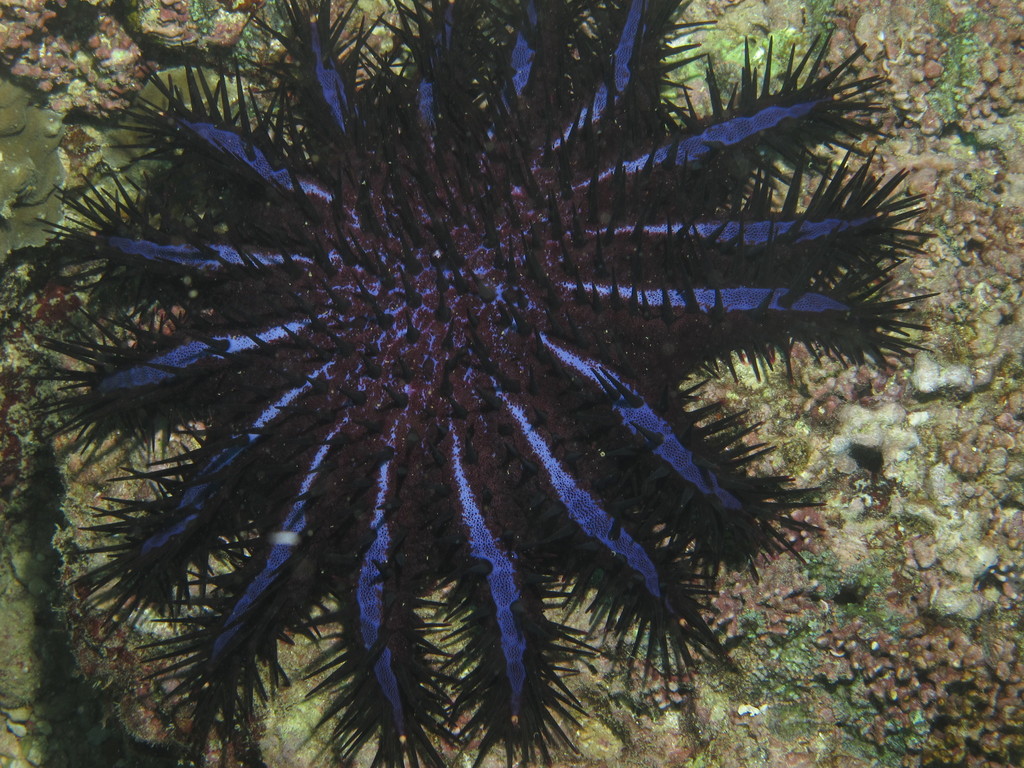 Couronne d'épines