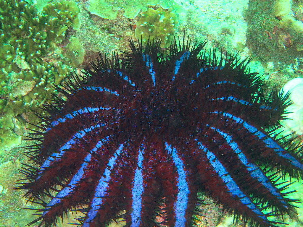 Couronne d'épines