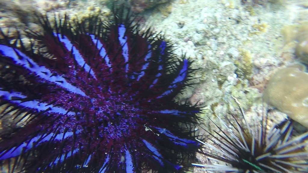 Couronne d'épines