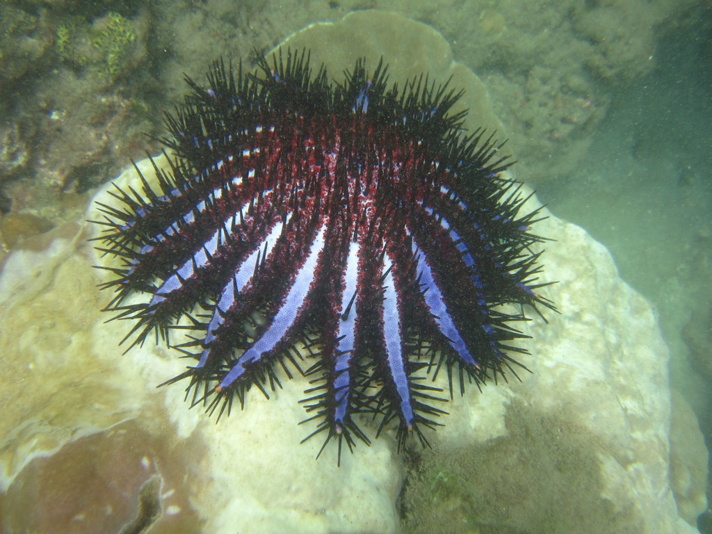 Couronne d'épines