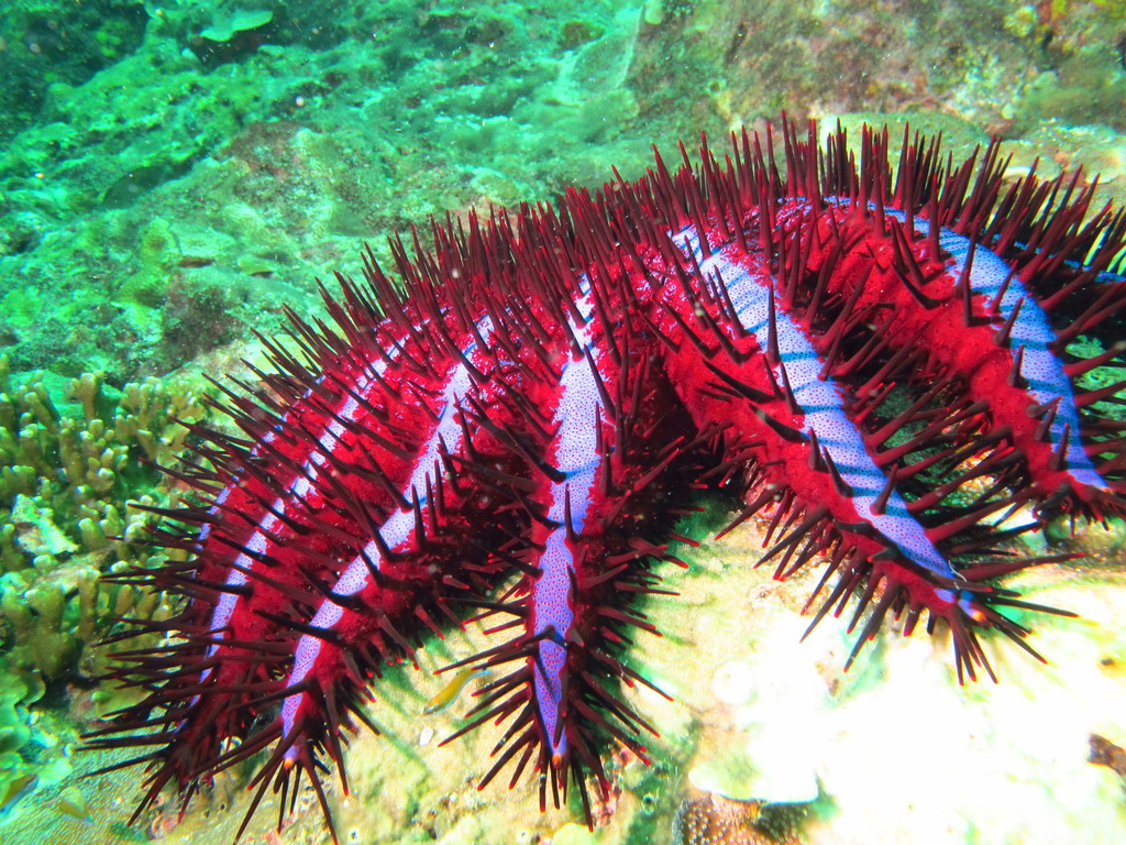 Long-spined Crown-of-Thorns