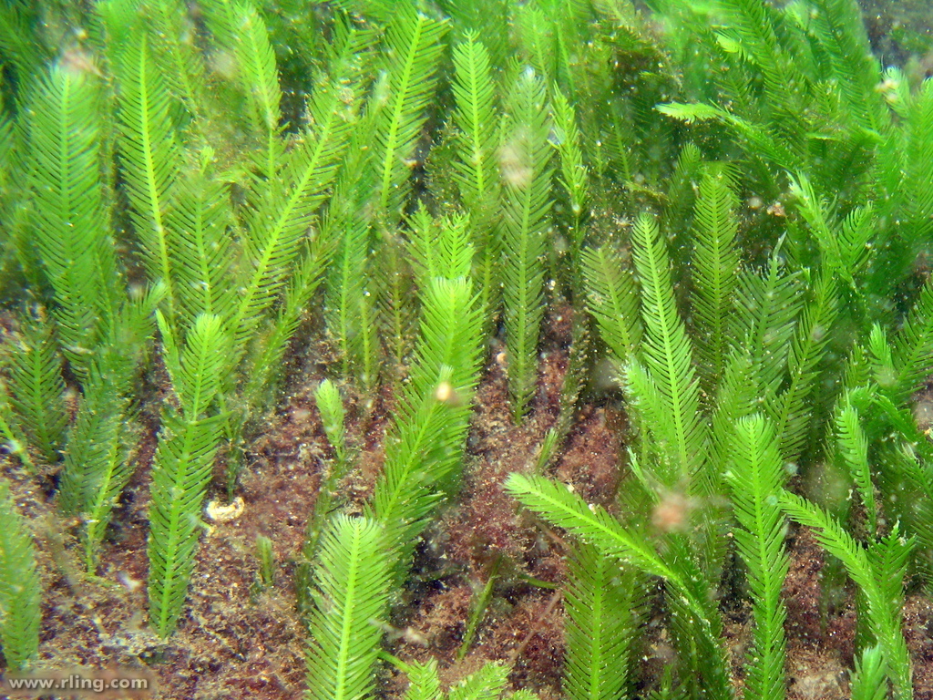 Feather Caulerpa