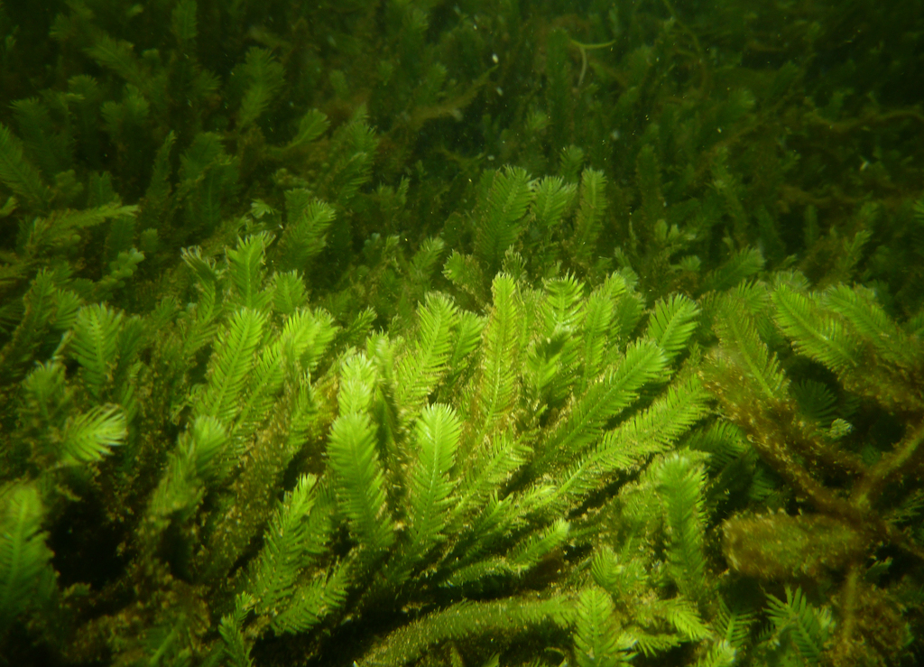 Caulerpe à feuilles d'if