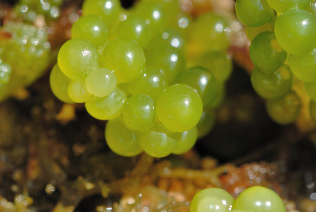Sea Grapes