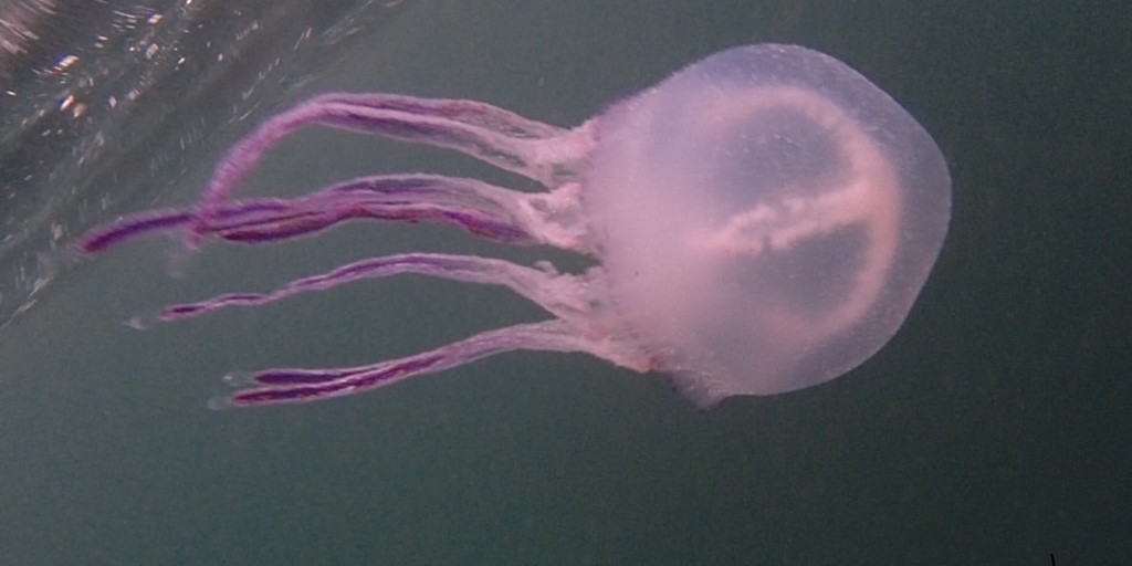 Pelagic Purple Jelly