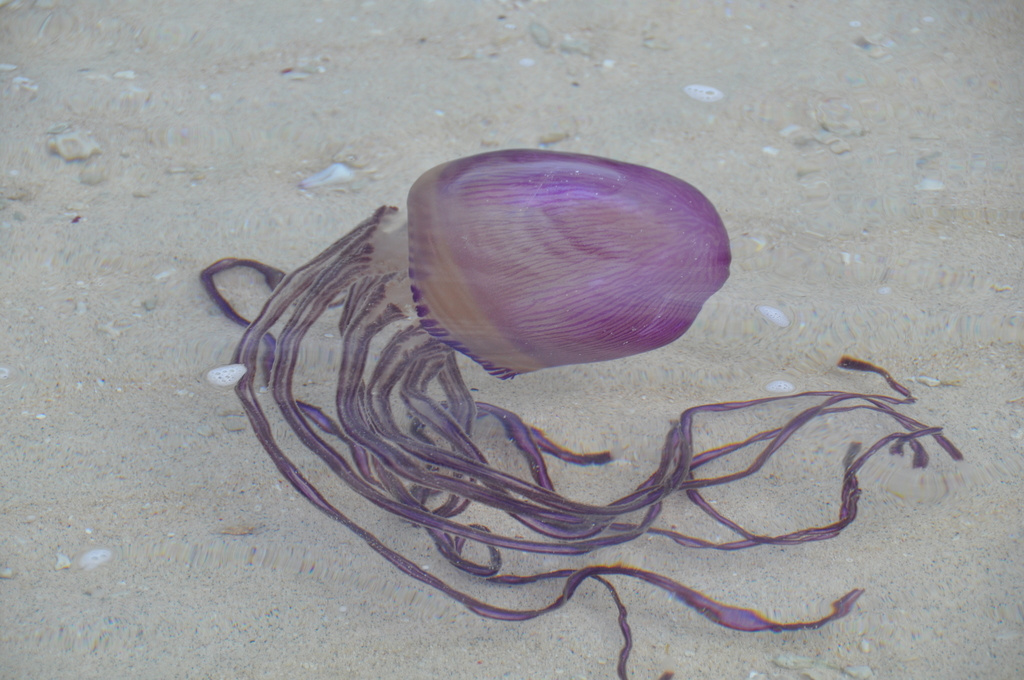 Pelagic Purple Jelly