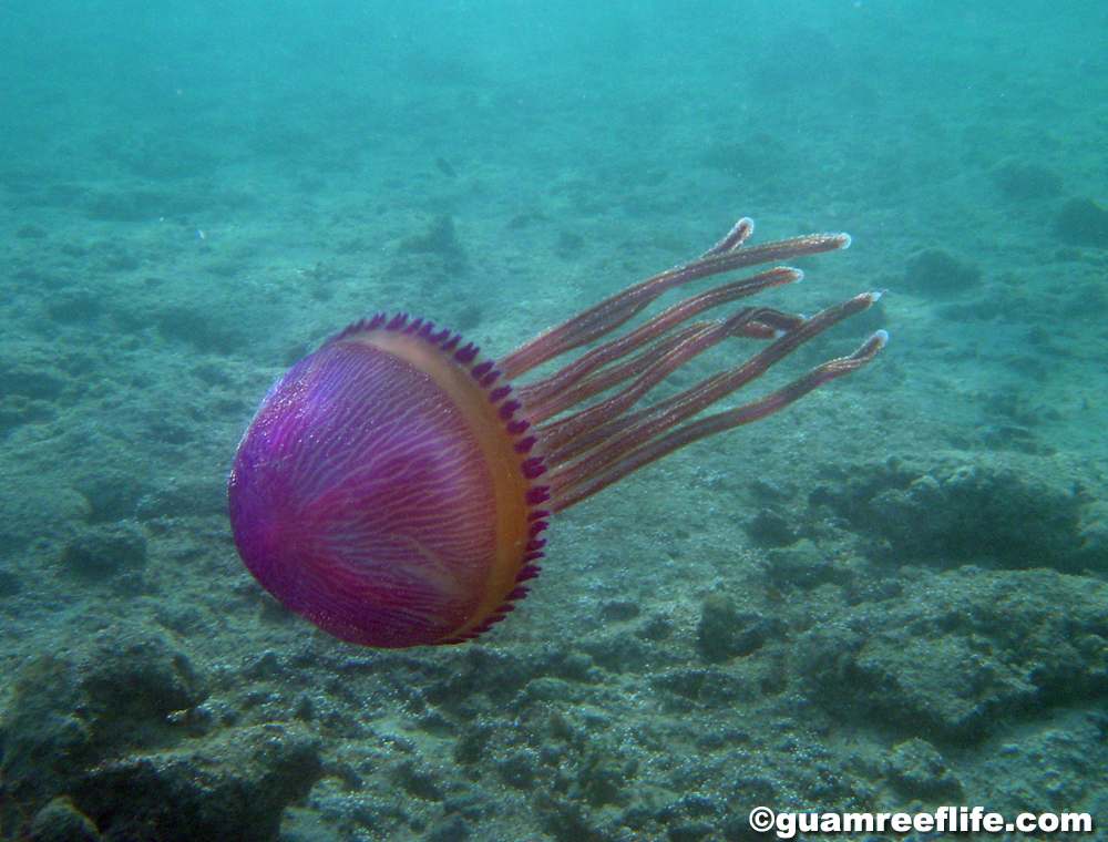 Pelagic Purple Jelly