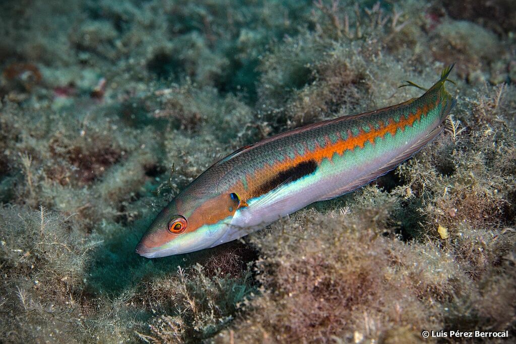 Mediterranean rainbow wrasse