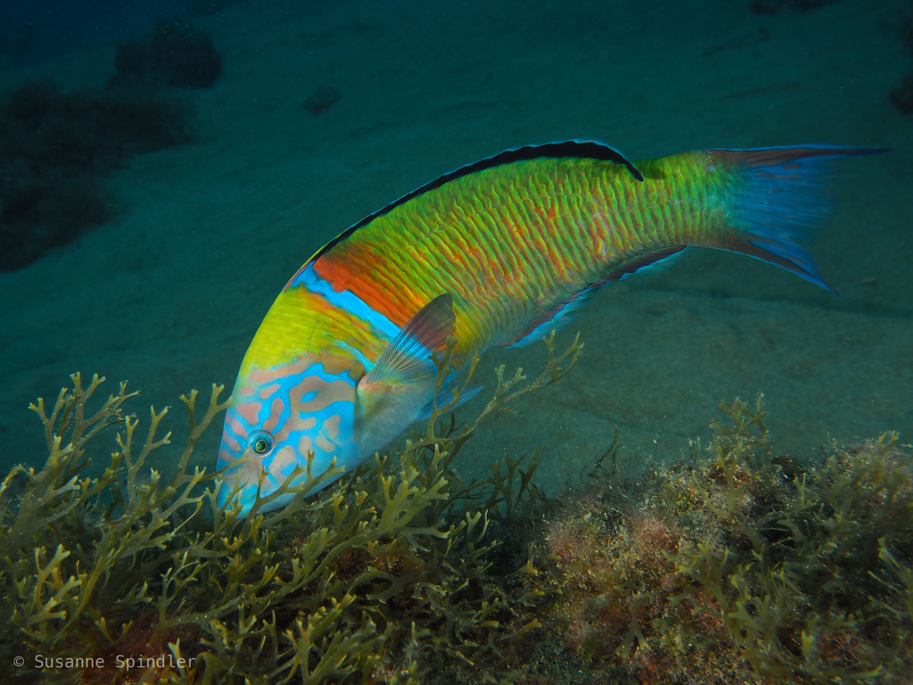 Ornate Wrasse