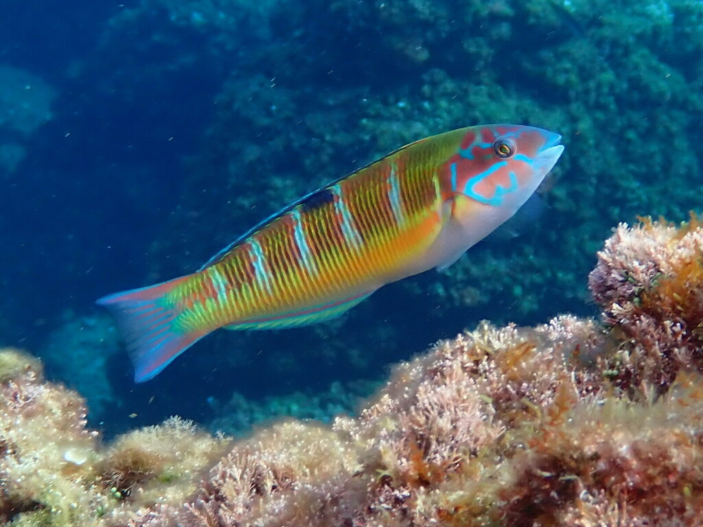 Ornate Wrasse