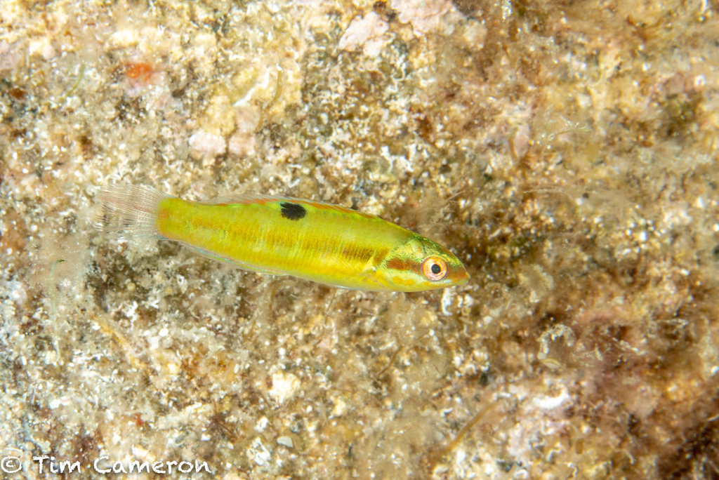 Ornate Wrasse
