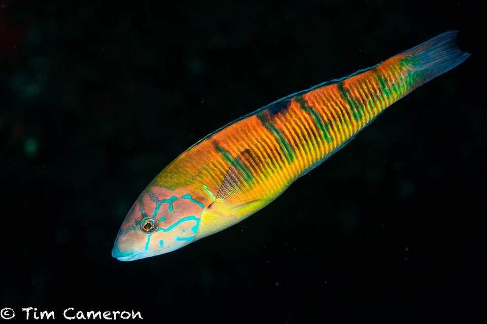 Ornate Wrasse