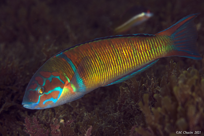 Ornate Wrasse