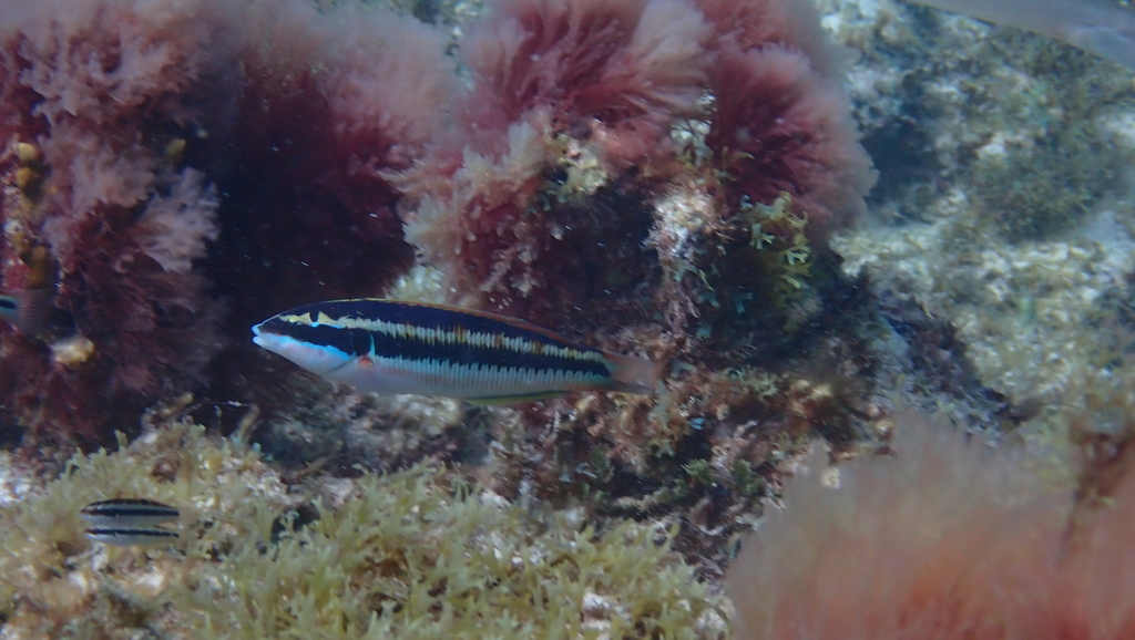 Ornate Wrasse