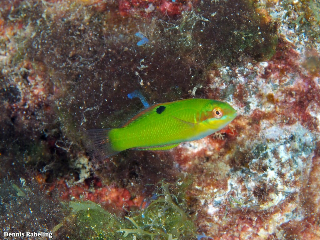 Ornate Wrasse