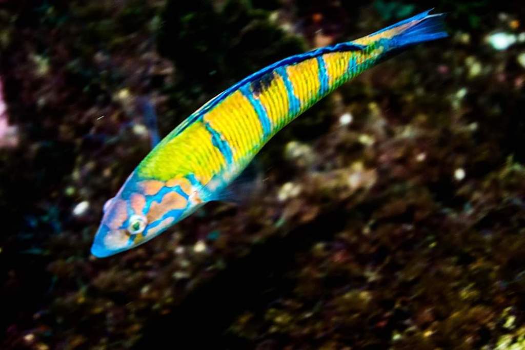Ornate Wrasse