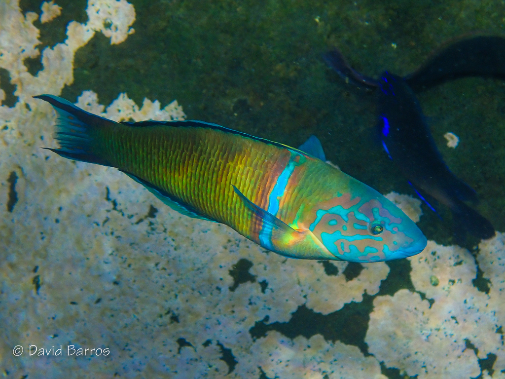 Ornate Wrasse