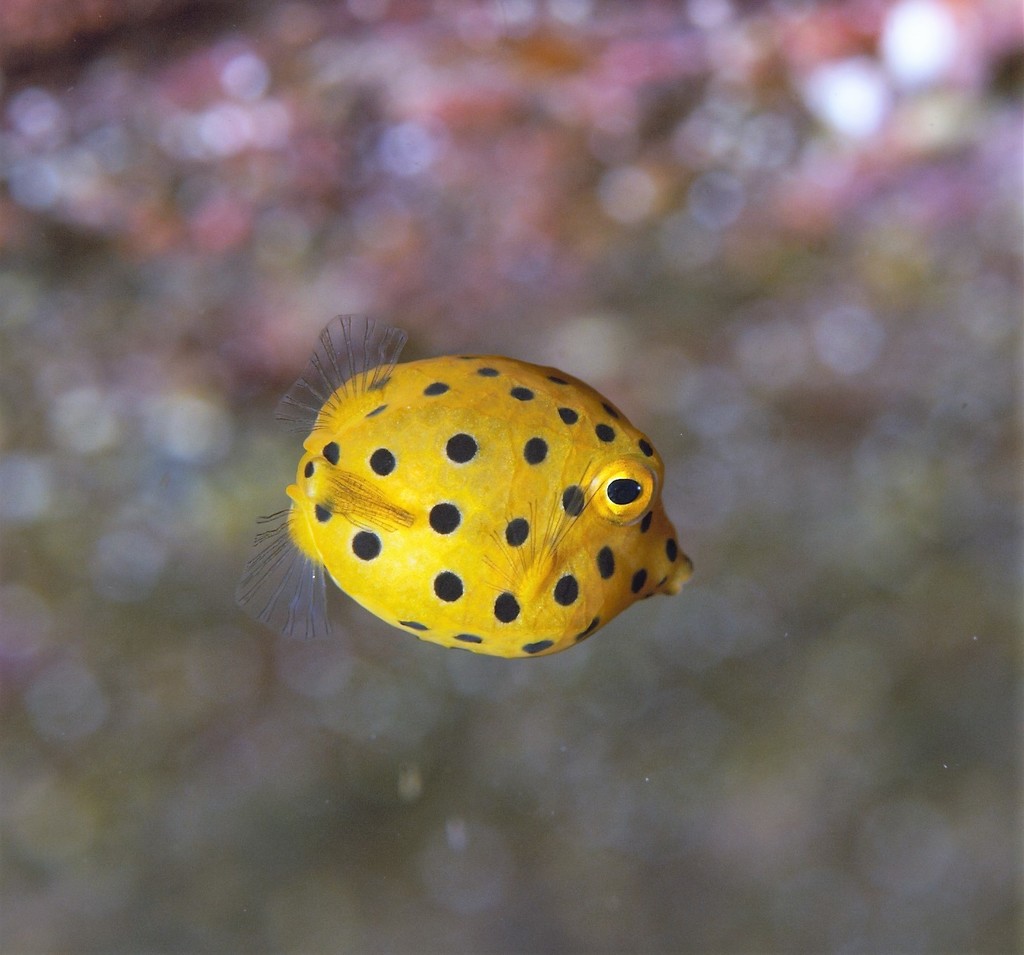 Poisson-Coffre Jaune