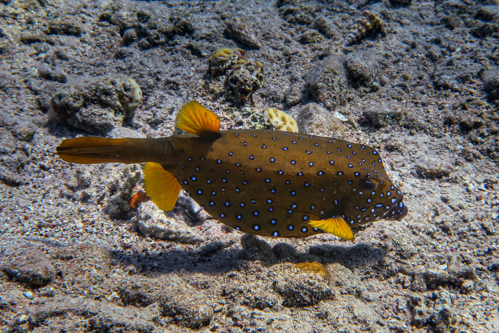 Poisson-Coffre Jaune
