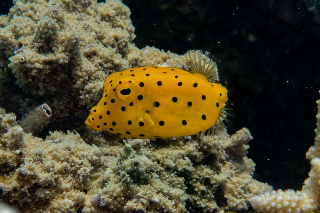 Poisson-Coffre Jaune