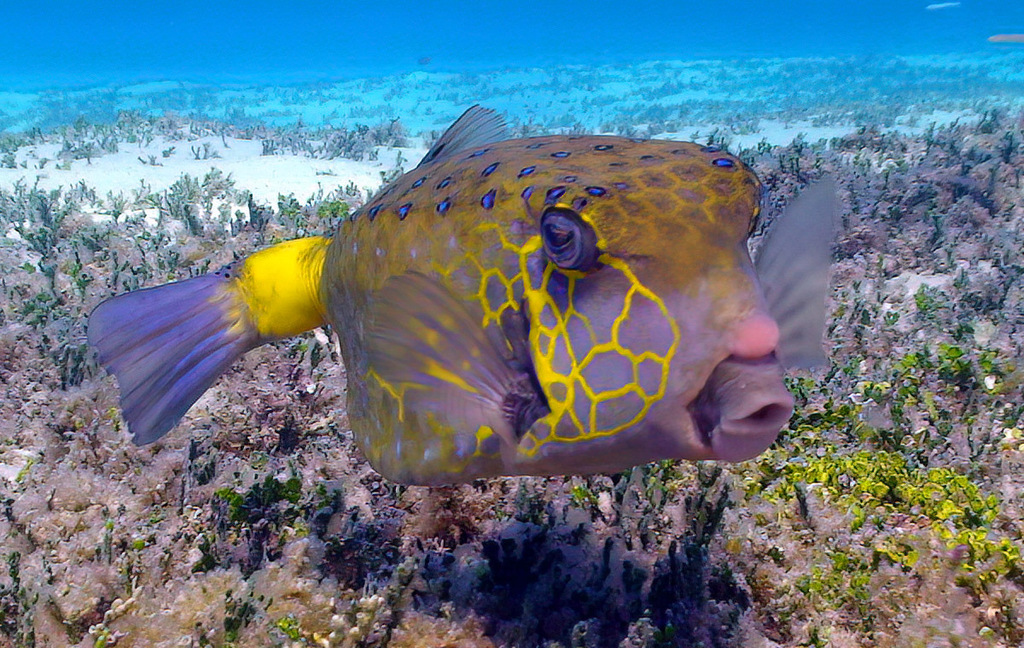 Poisson-Coffre Jaune