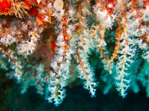 Snowflake Coral