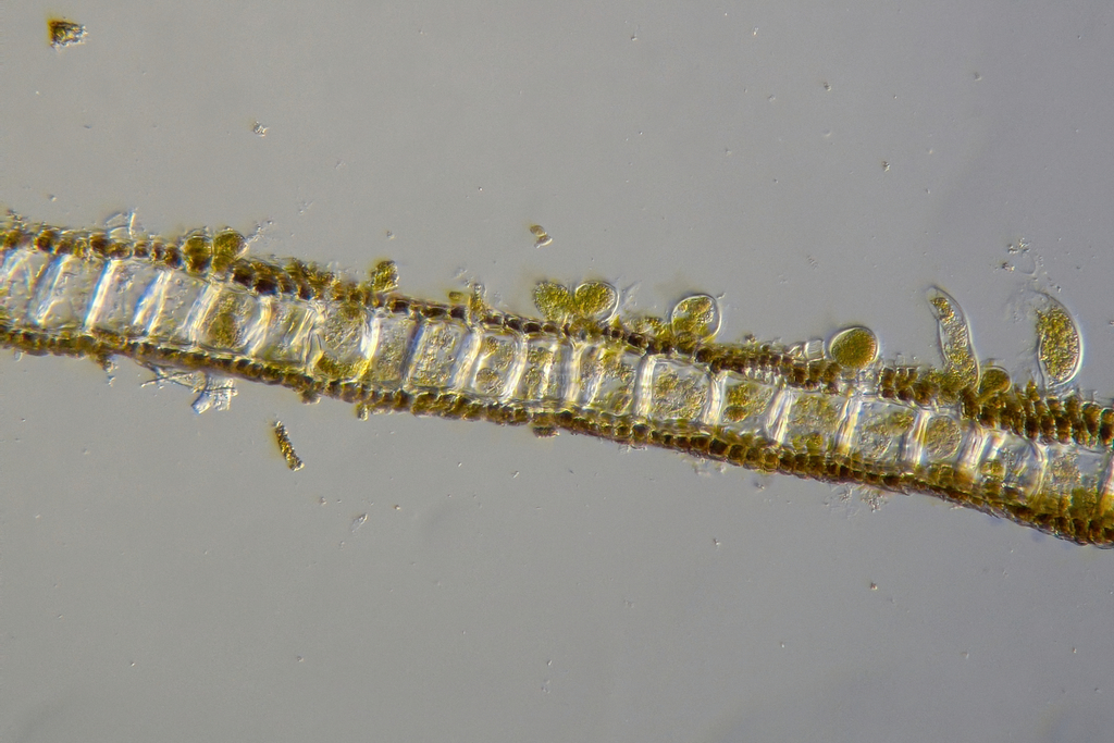 Dictyote