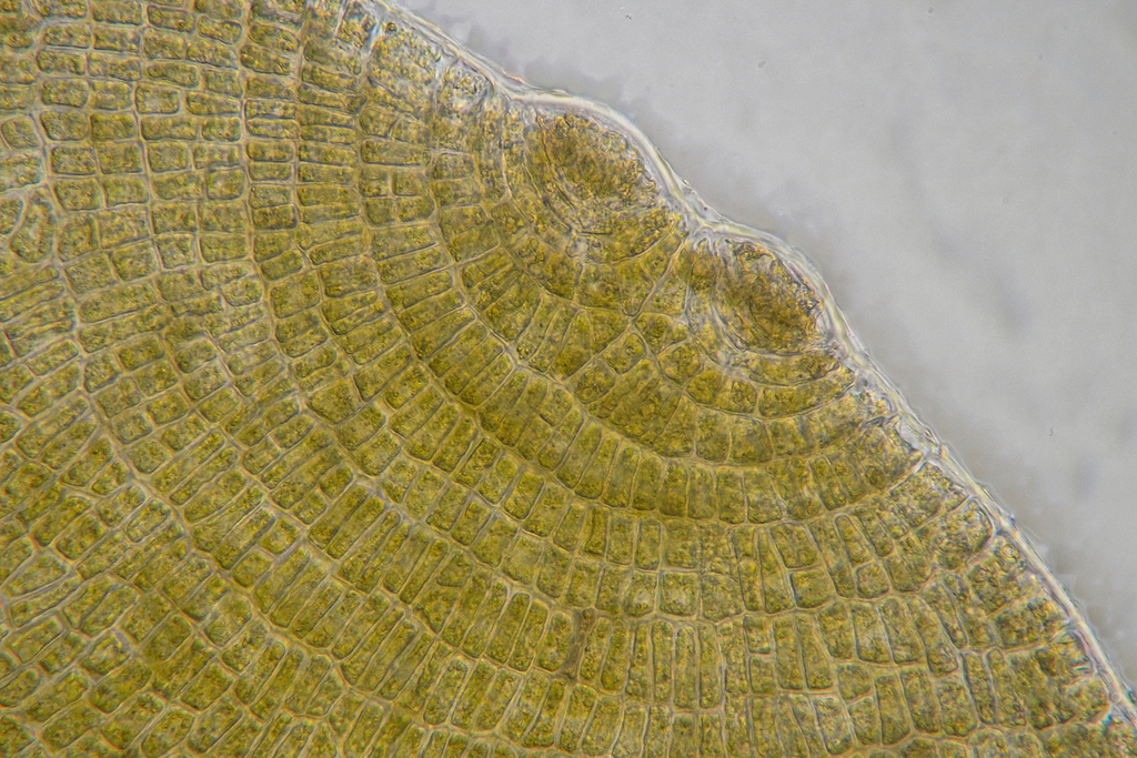 Dictyote