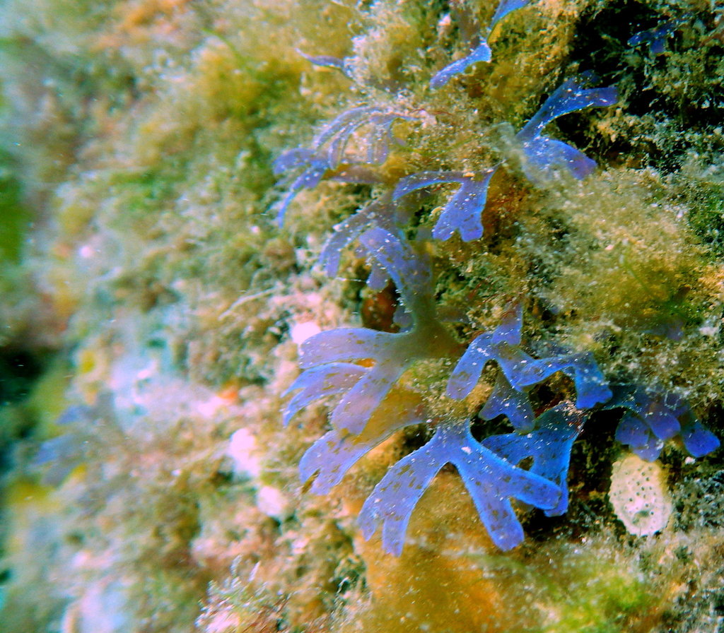 Dictyote