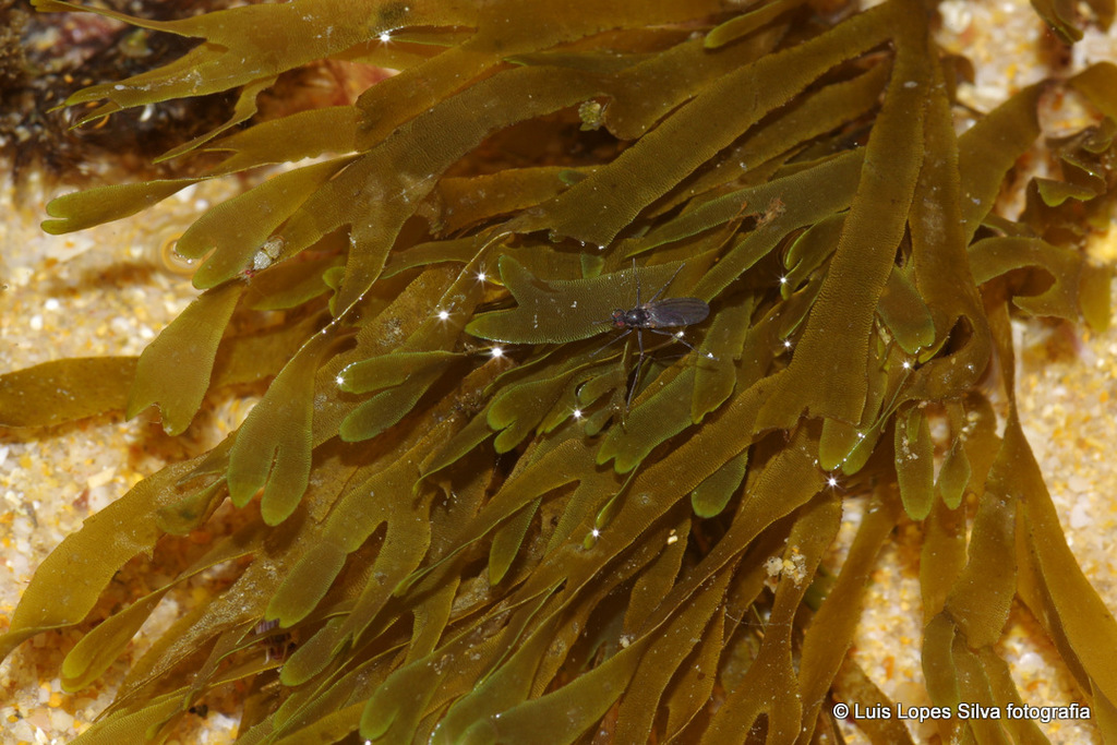 Dictyote