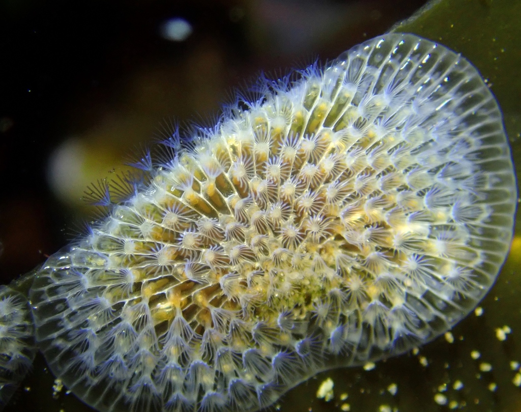 kelp lace bryozoan