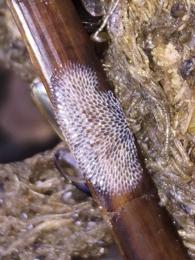 Membranipore