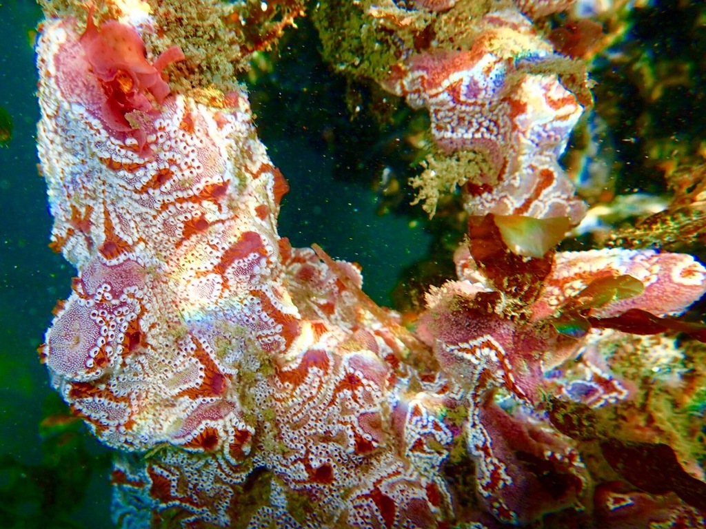Ladder Ascidian