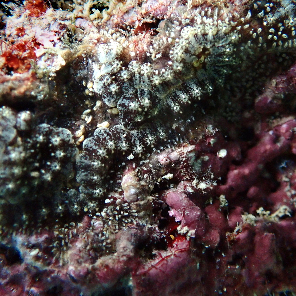 Ladder Ascidian