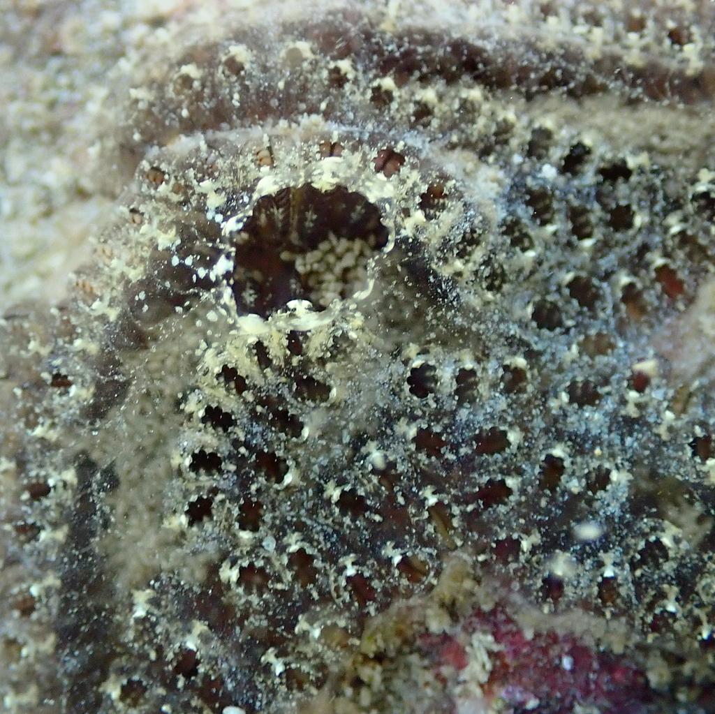 Ladder Ascidian