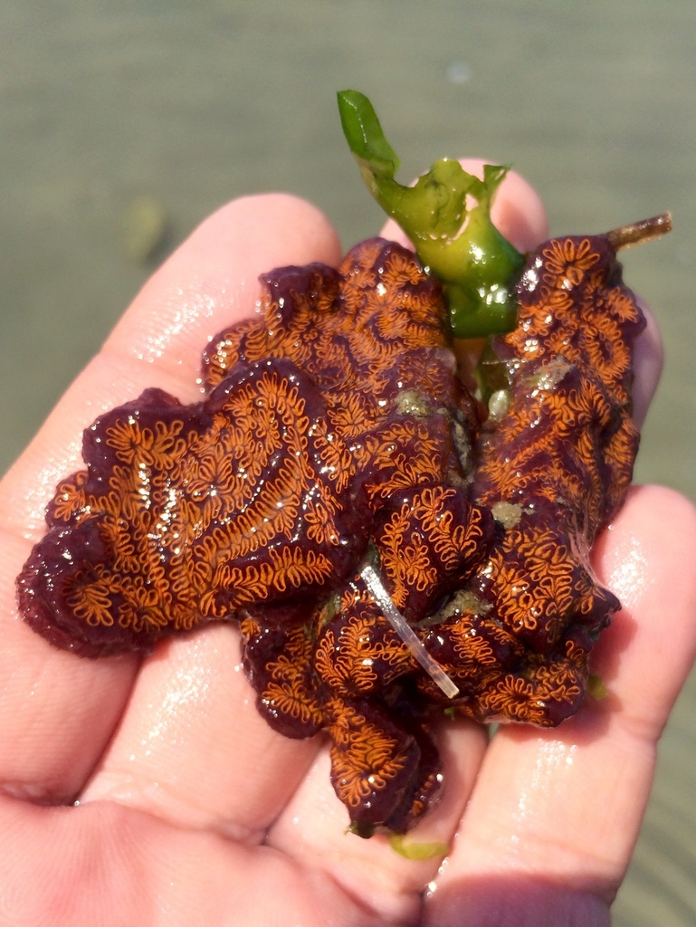 Ladder Ascidian