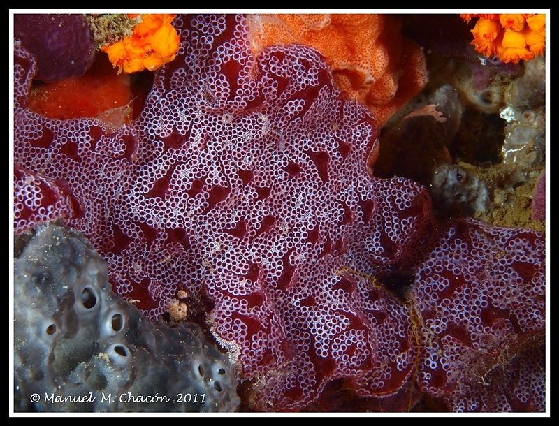 Ladder Ascidian