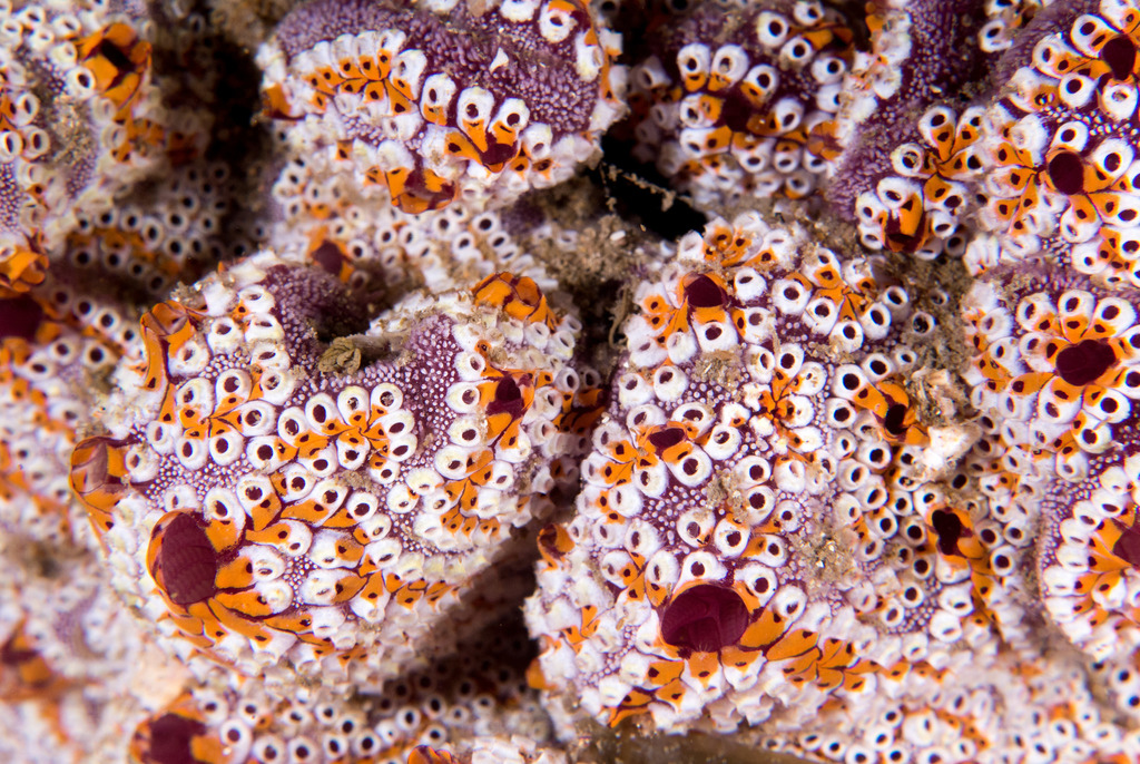 Ladder Ascidian