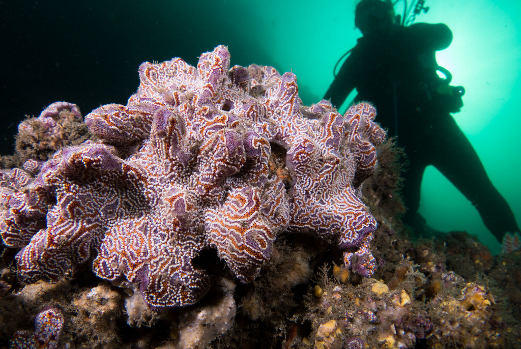 Ladder Ascidian