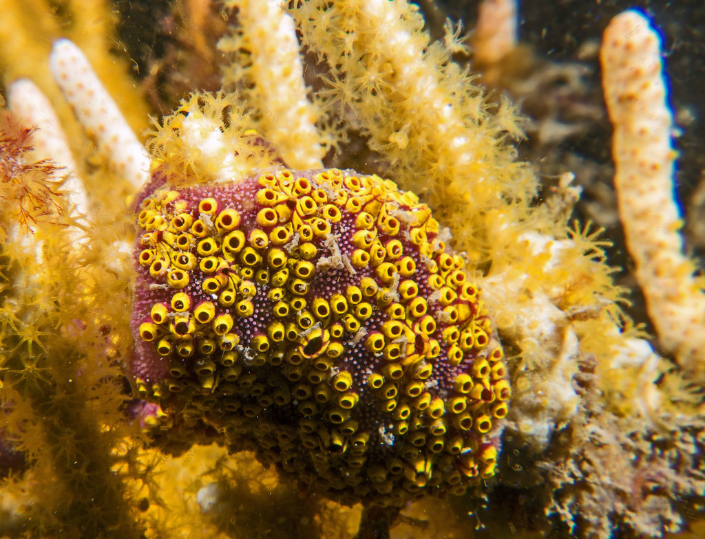 Ladder Ascidian