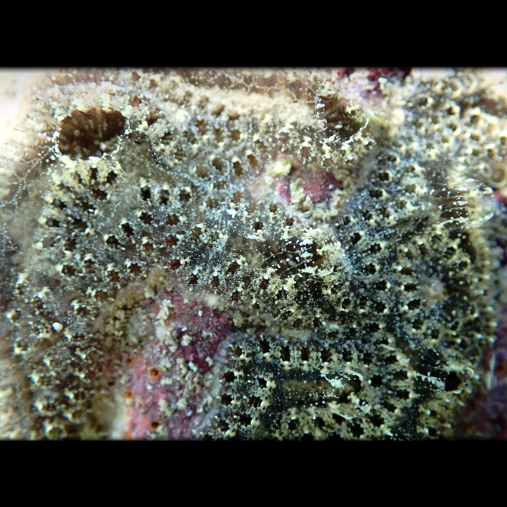 Ladder Ascidian