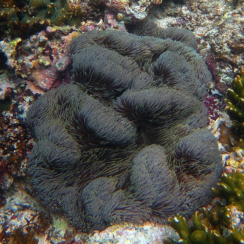 Giant Carpet Anemone