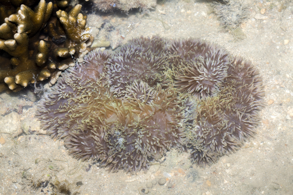 Giant Carpet Anemone