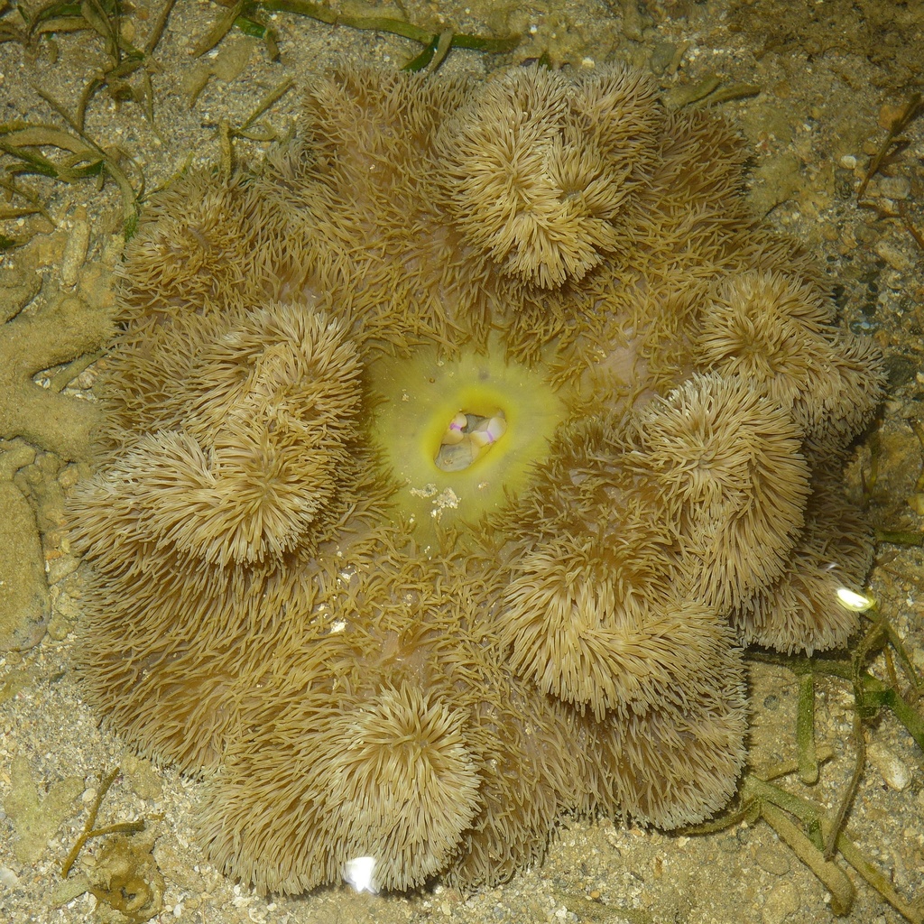 giant carpet anemone