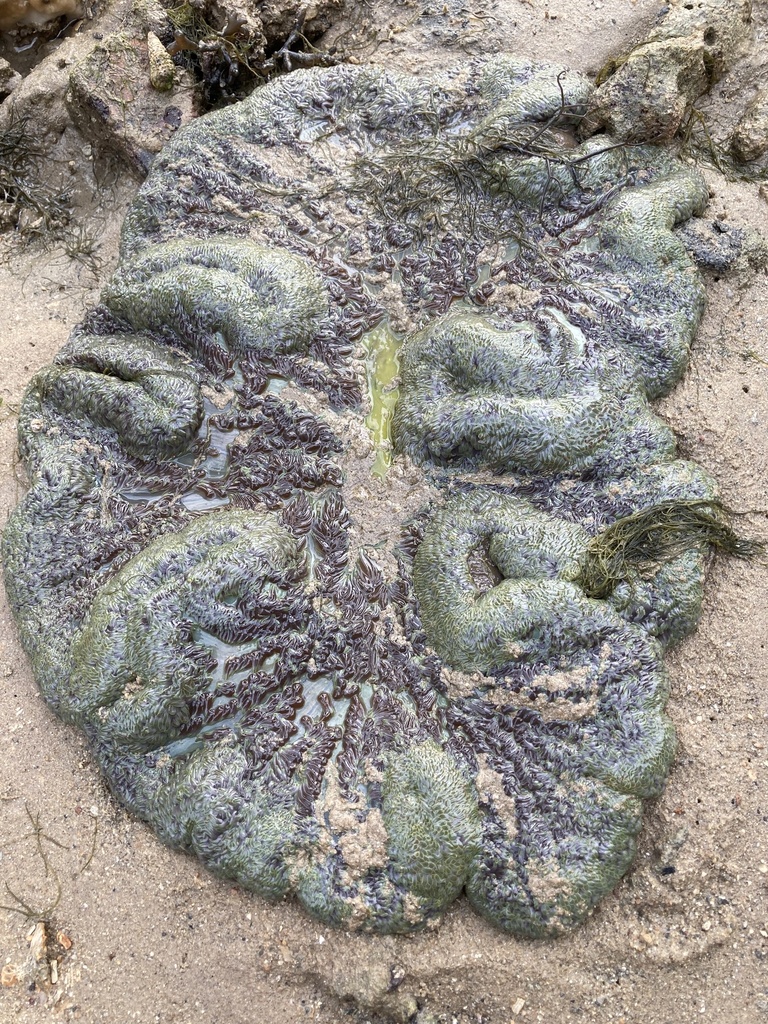 Giant Carpet Anemone