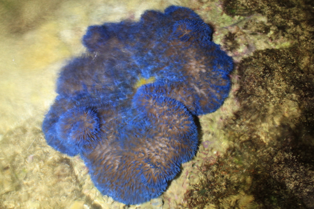 Giant Carpet Anemone