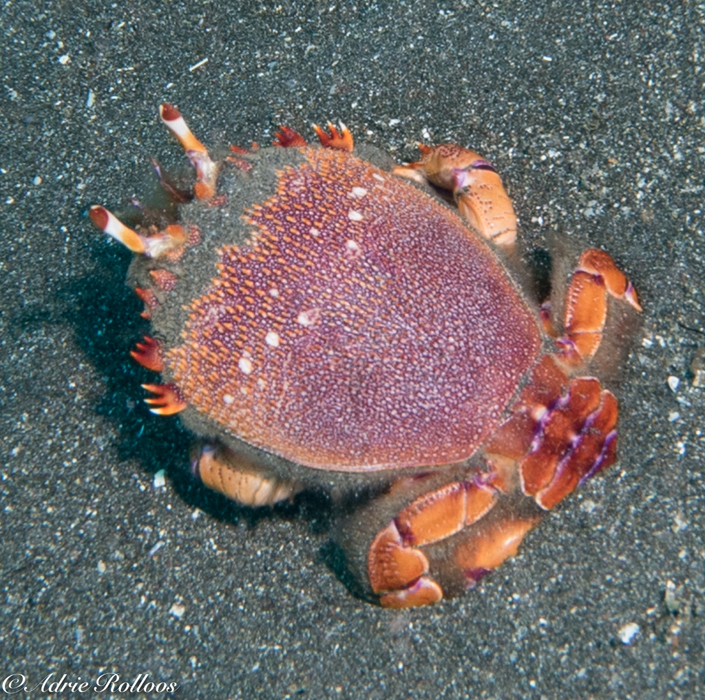 Crabe grenouille