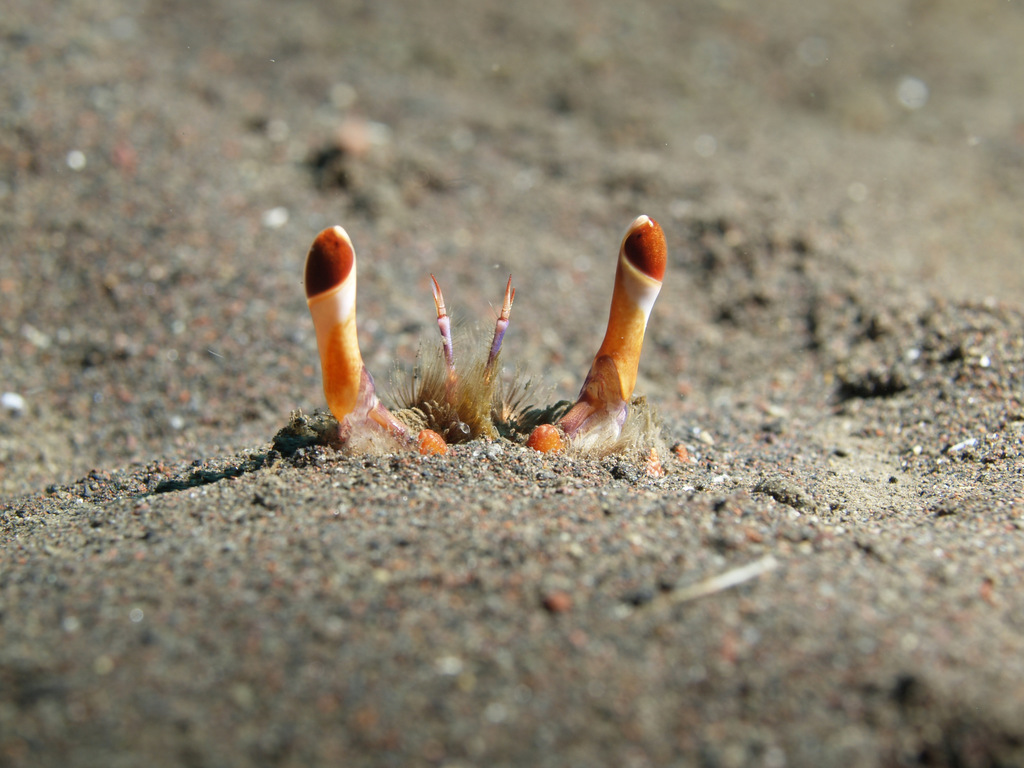 Crabe grenouille