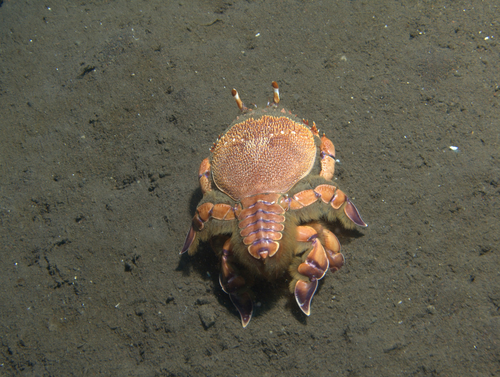 Crabe grenouille